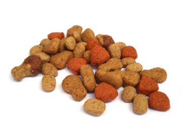 Everything You Should Know About Giving Raw Pet Food